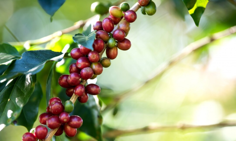 It is a long established fact that