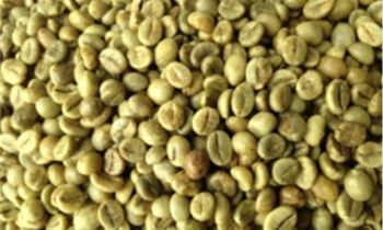Cà phê Nhân Robusta - Đánh bóng Ướt