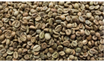 Robusta Coffee Color Shooting