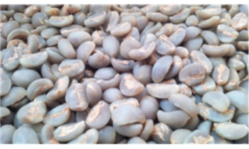 Cà phê Arabica Đà Lạt - Chế biến Ướt
