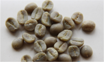 Cà phê Arabica Sơn La - Chế biến Ướt